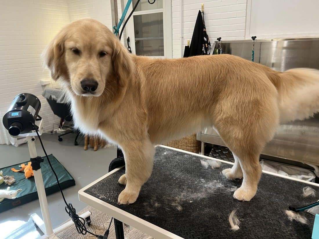 A golden retriever being trimmed by a PetStop groomer