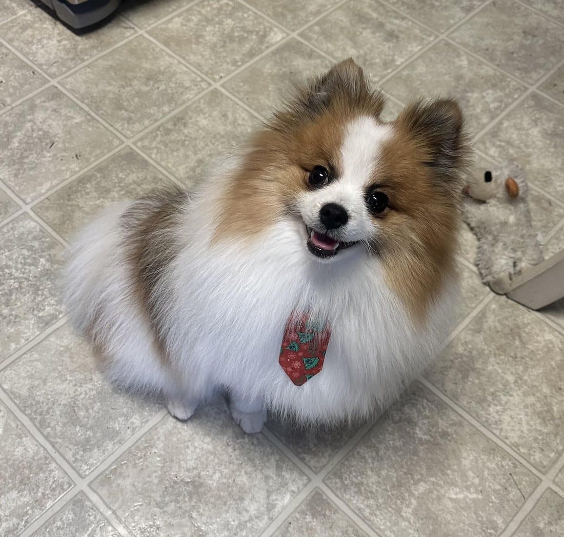 A freshly groomed Pomeranian smiling after an at-home session
