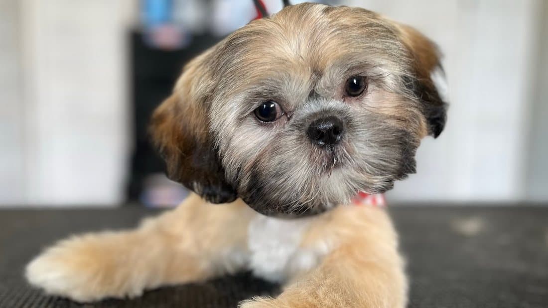 A fluffy Shih Tzu after a full grooming session